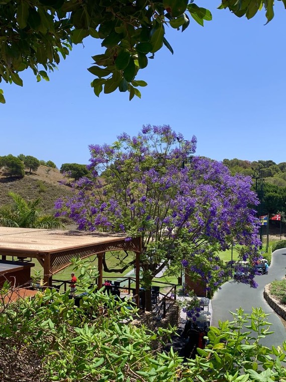 Jakarandan i full blomst vid driving rangen