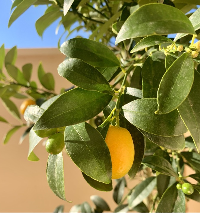 Kumquat med frukt